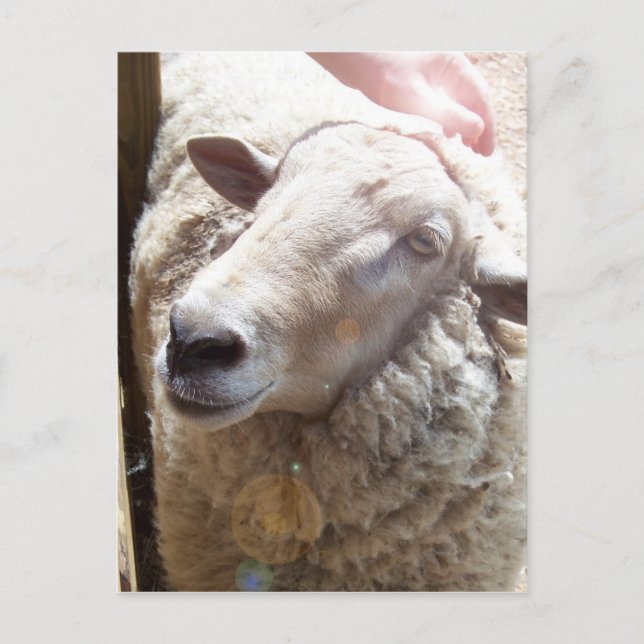 Lamb of God Christian Art Post Card Vykort (Framsida)