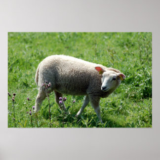 Lamb Poster