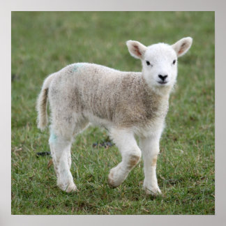 Lamb Poster