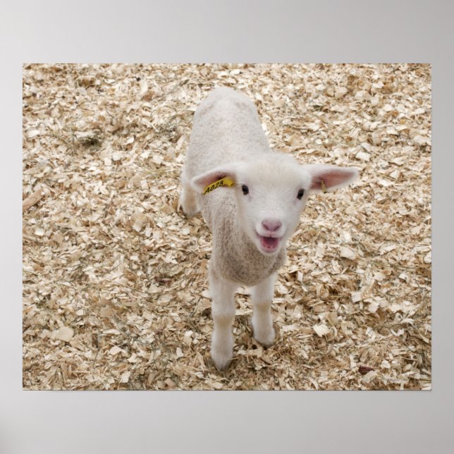 Lamb Poster (Framsidan)