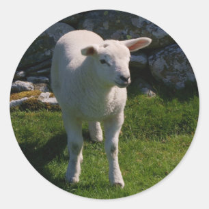 Lamb Runt Klistermärke