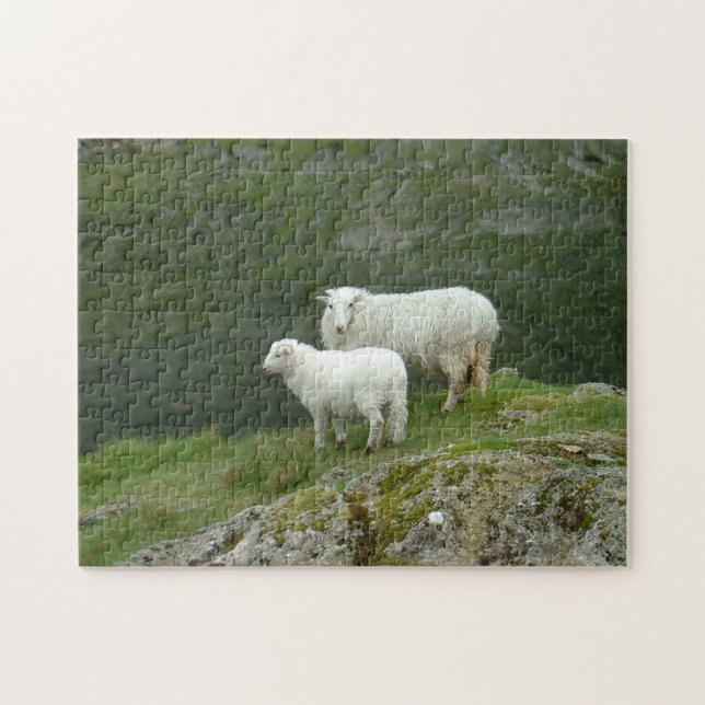 Lamb & Sheep - Scottland/ British Countryside Pussel (Horisontell)