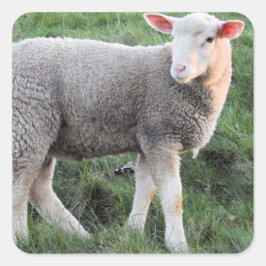 Lamb Square-etikett Fyrkantigt Klistermärke