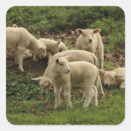 Lamb Square-etikett Fyrkantigt Klistermärke