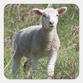 Lamb Square-etikett Fyrkantigt Klistermärke