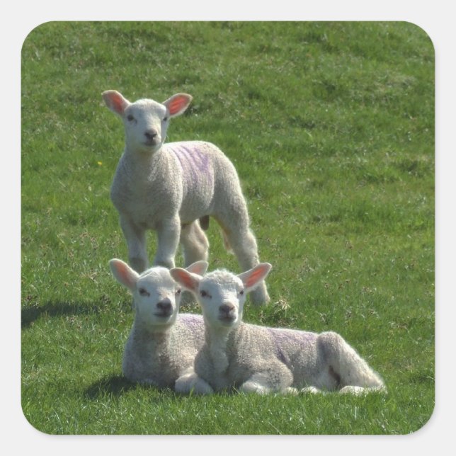 Lamb Stickers Fyrkantigt Klistermärke (Framsida)