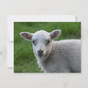 Lamb Vykort