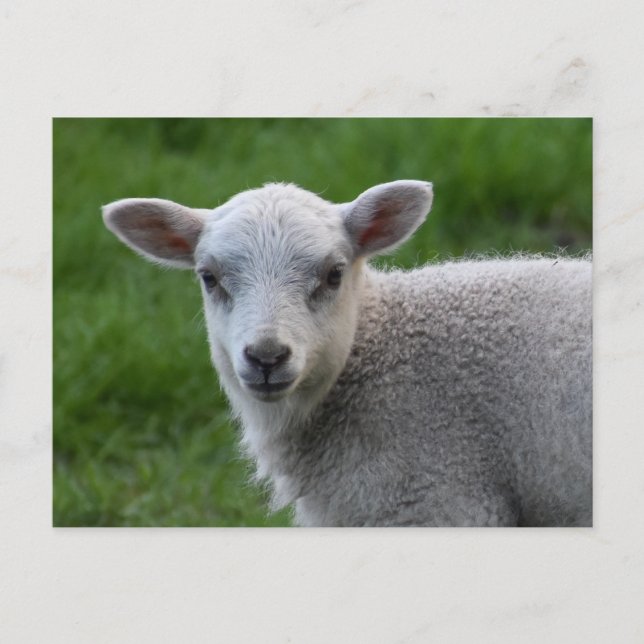 Lamb Vykort (Framsida)