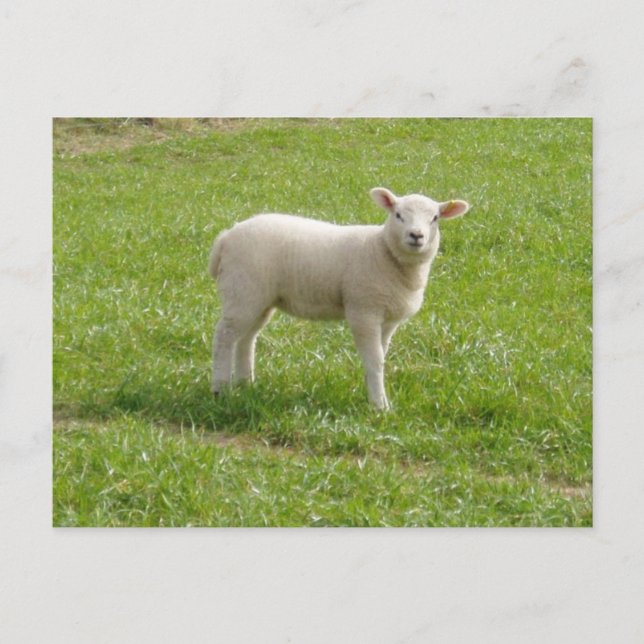 Lamb Vykort (Framsida)