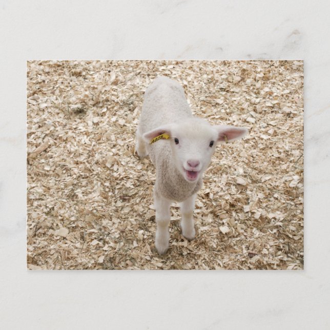 Lamb Vykort (Framsida)