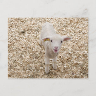 Lamb Vykort