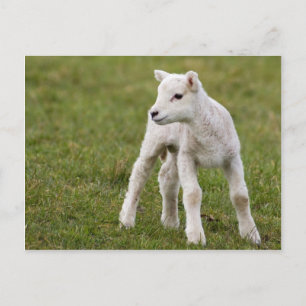 Lamb Vykort
