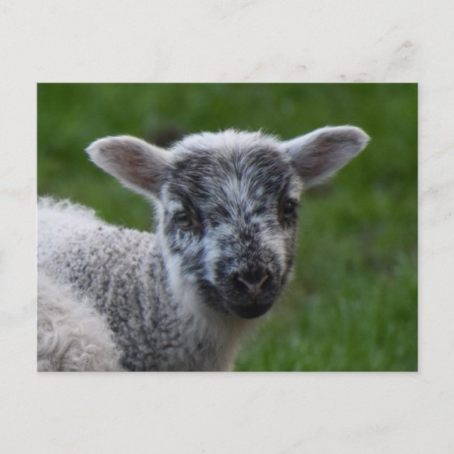 Lamb Vykort (Framsida)