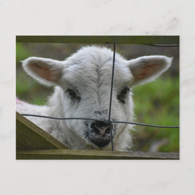 Lamb Vykort (Framsida)