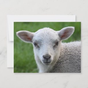 Lamb Vykort