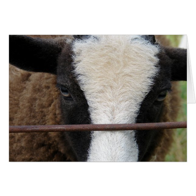 Lambchops Hälsningskort (Framsidan Horizontal)