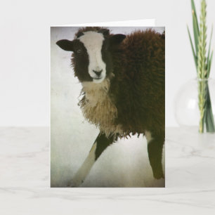 Lambchops Kort