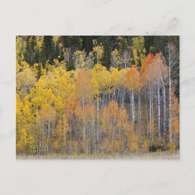 Lambert Hollow, aspänn Vykort (Framsida)