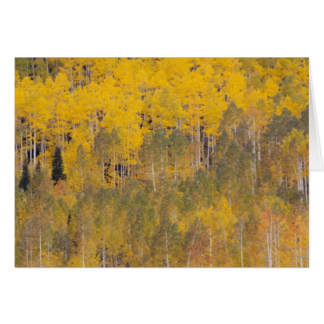 Lambert Hollow, aspen träd Hälsningskort (Framsidan Horizontal)
