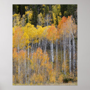 Lambert Hollow, aspen träd Poster