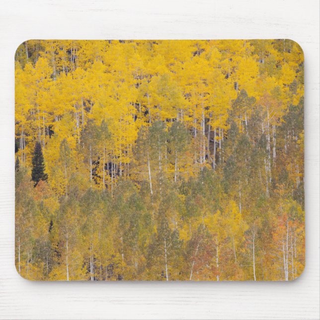 Lambert Hollow, aspenträd Musmatta (Framsidan)