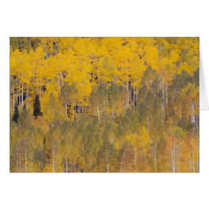 Lambert Hollow, aspsträd Hälsningskort