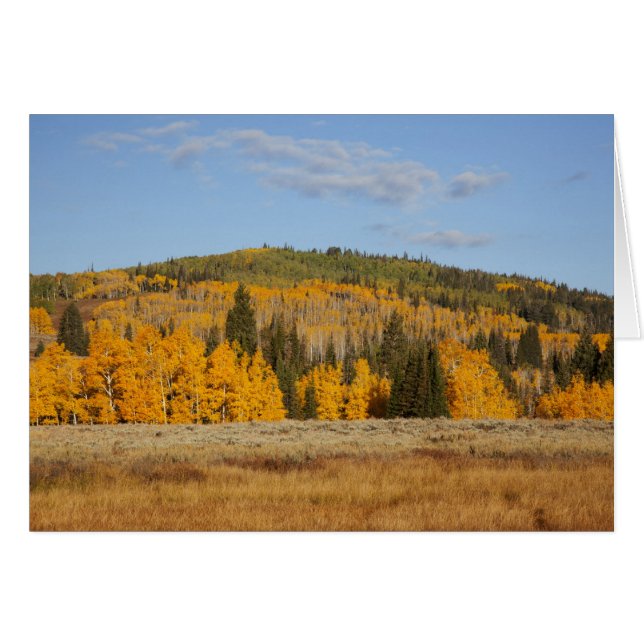 Lambert Hollow, aspsträd Hälsningskort (Framsidan Horizontal)