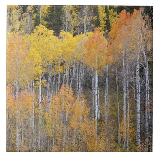 Lambert Hollow, aspsträd Kakelplatta (Framsidan)