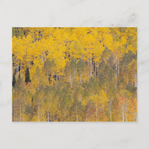 Lambert Hollow, aspsträd Vykort