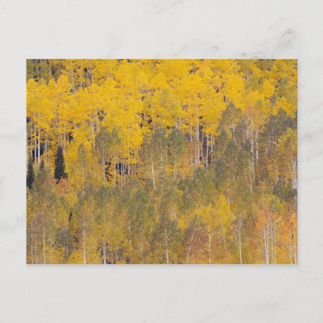 Lambert Hollow, aspsträd Vykort (Framsida)