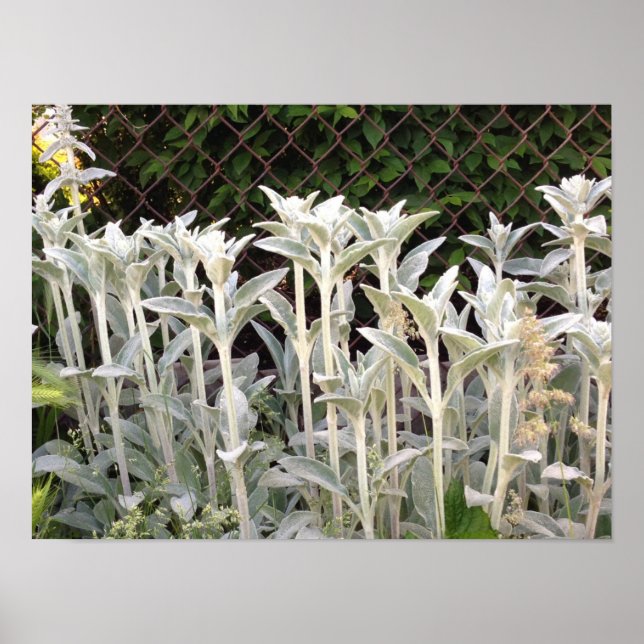 Lambs Ear Plant Poster (Framsidan)