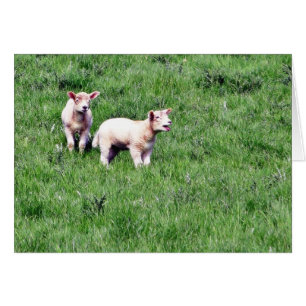 Lambs får hälsningskort