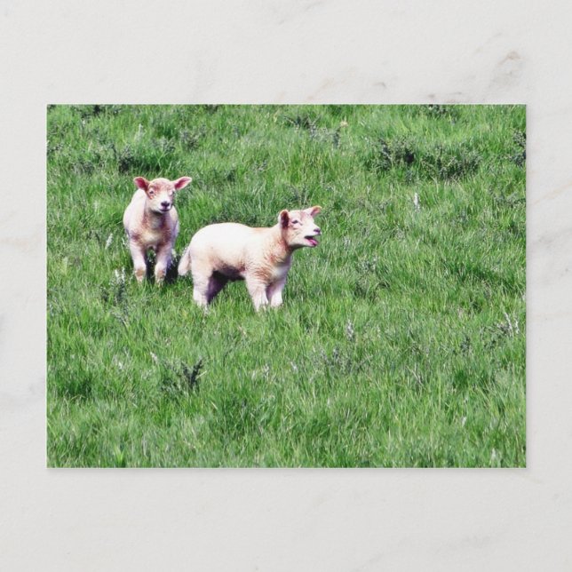 Lambs får vykort (Framsida)