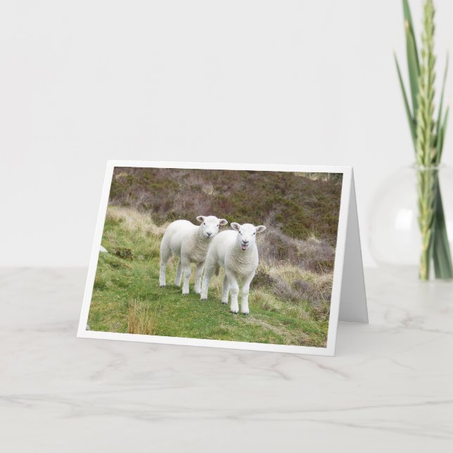 Lambs födelsedagskort kort (Framsida)