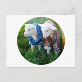 Lambvykort Vykort