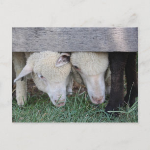 Lambvykort Vykort