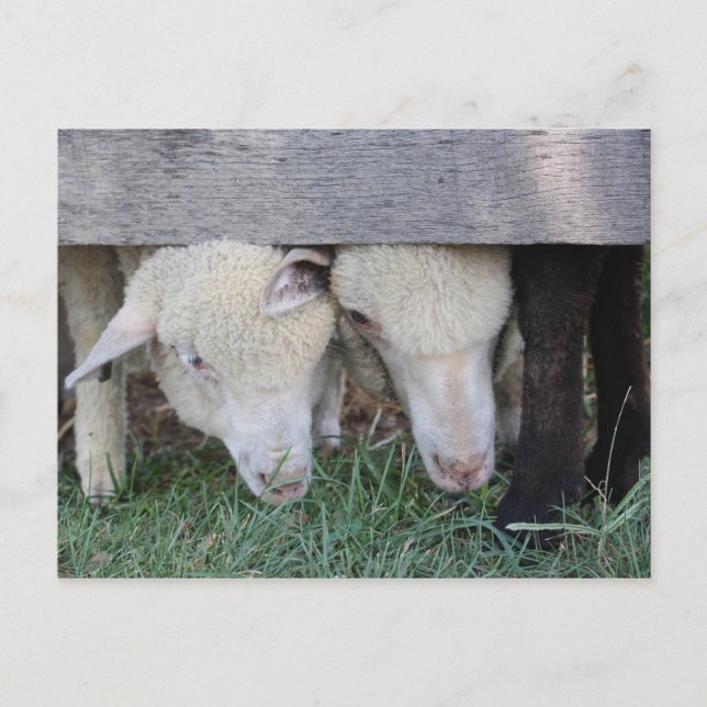 Lambvykort Vykort (Framsida)