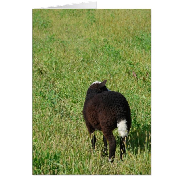 Lamm i hay Meadow Hälsningskort (Framsidan)