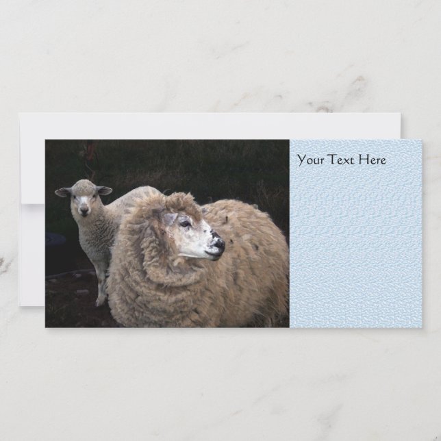 Lamm och får (Framsida)