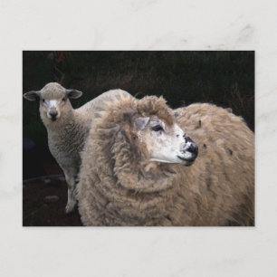 Lamm och får vykort