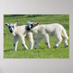 Lamm Poster