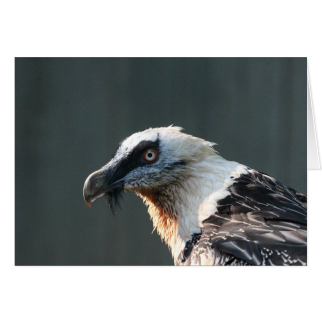 Lammergeier Hälsningskort (Framsidan Horizontal)