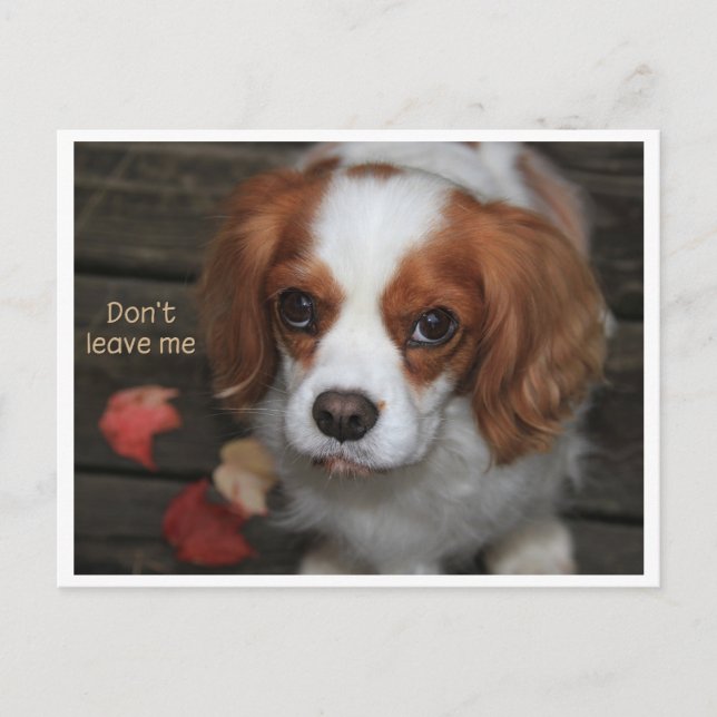 Lämna mig inte   Verlass mich nicht Vykort (Framsida)