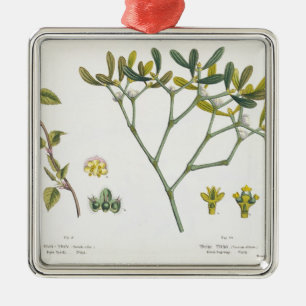 (Lämnad) björk och Mistletoe (höger), Fig. 9 oc Julgransprydnad Metall
