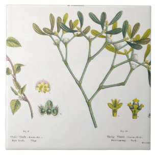 (Lämnad) björk och Mistletoe (höger), Fig. 9 oc Kakelplatta
