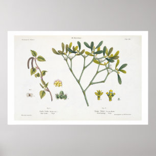(Lämnad) björk och Mistletoe (höger), Fig. 9 oc Poster