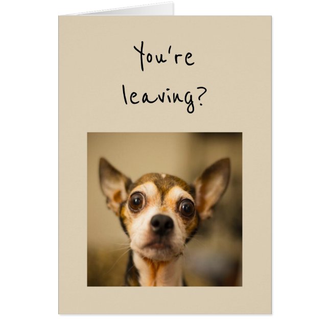 Lämnar du? Nej! Roligt Chihuahua Hund Hälsningskort (Framsidan)