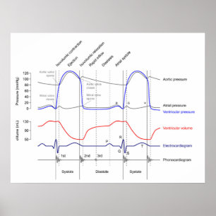 Lämnat venturirör Diagram - kardicykelhändelser Poster