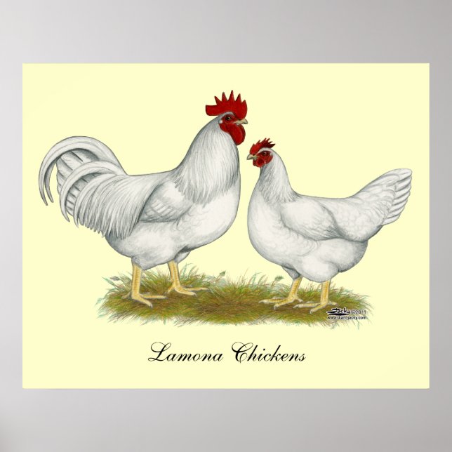 Lamona Chickens Poster (Framsidan)