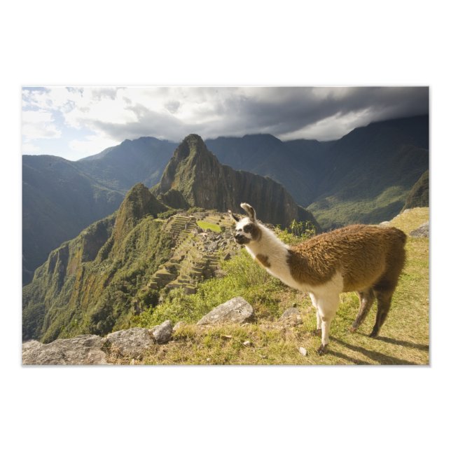 Lamor och utsikt över Machu Picchu, Fototryck (Framsidan)